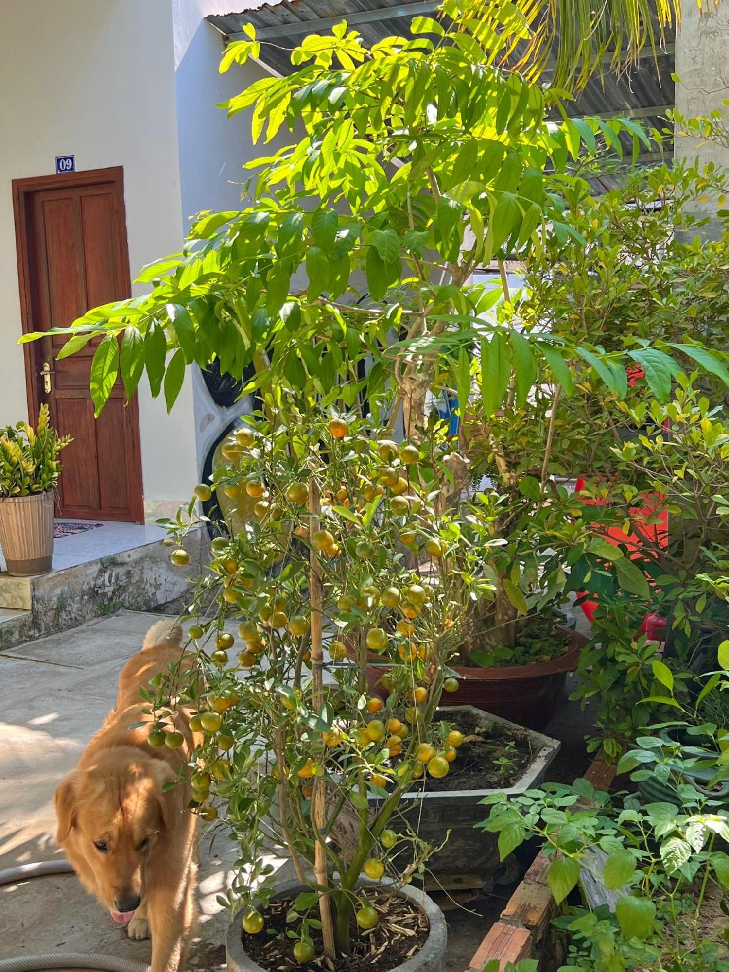 Duc Thao Guest House Mũi Né Buitenkant foto