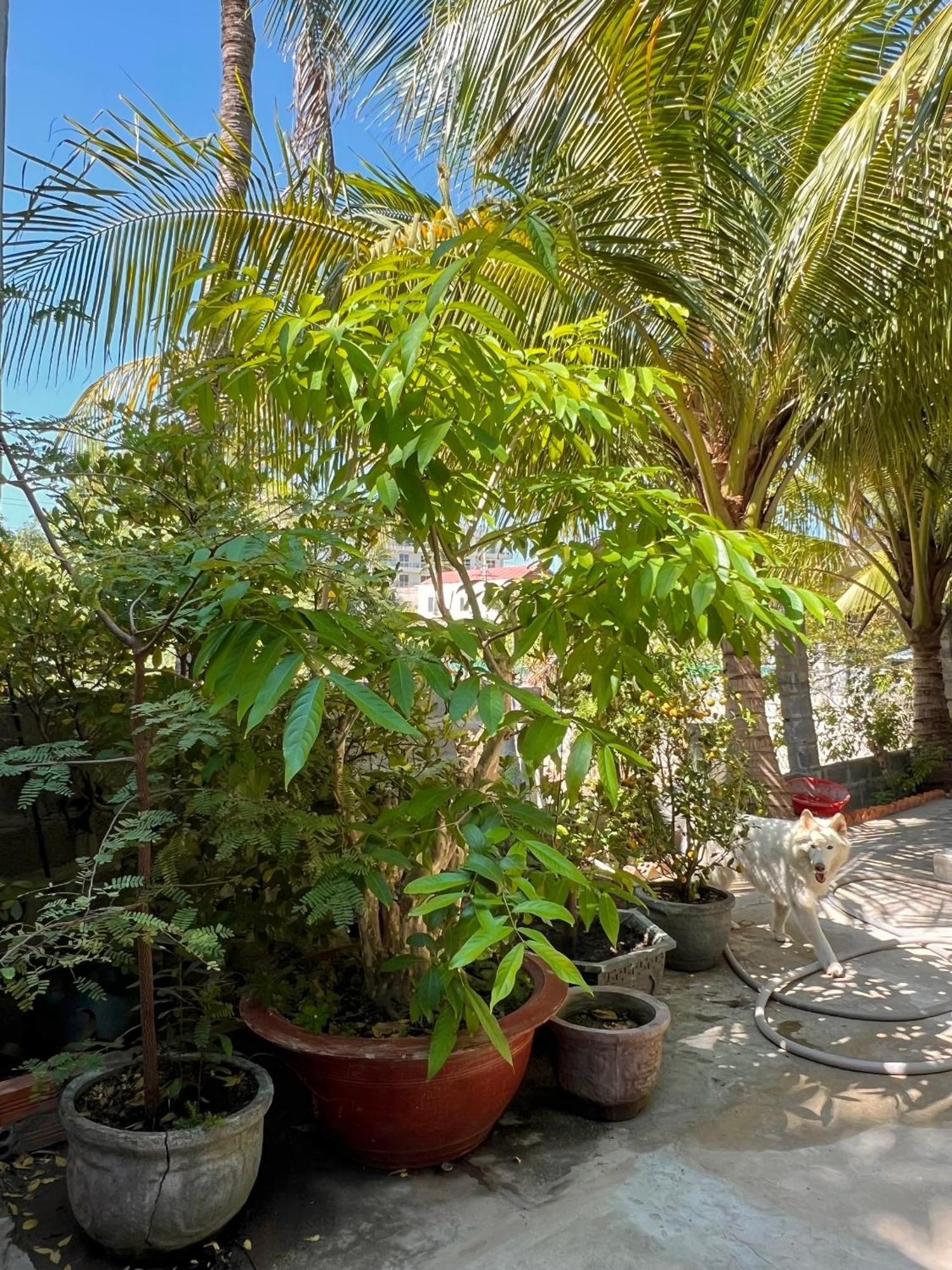 Duc Thao Guest House Mũi Né Buitenkant foto